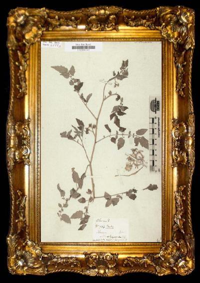 framed  Alexander von Humboldt Solanum humboldtili, ta009-2